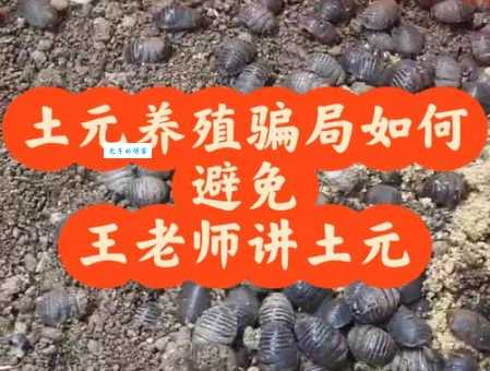 养殖土元有哪些注意事项？避免踩坑技巧！