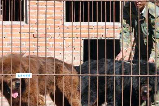 家里放藏獒驮佛好不好？寓意与讲究全解析！