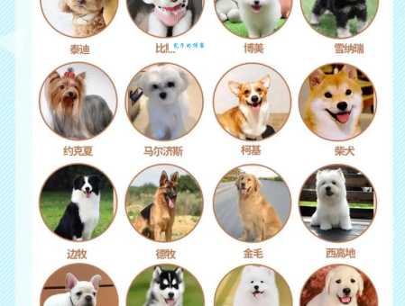 萌狗俊介哪里可以买到？教你挑选一只健康的！