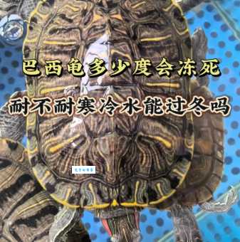 巴西龟冬天怎么养才健康?记住这几个小技巧!