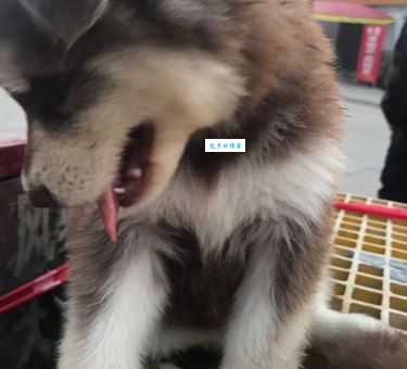 想养爱斯基摩犬价格多少？详细价位大公开！