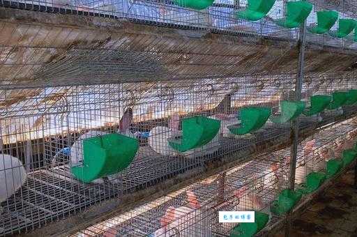 野兔养殖技术大全！这几点新手一定要掌握！