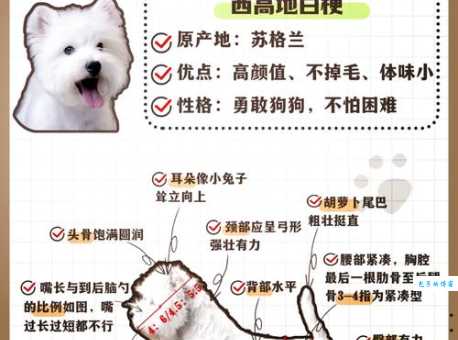 短脚长身梗掉毛厉害吗？几招教你轻松打理！