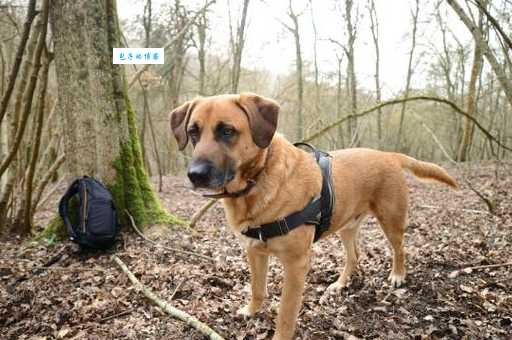 短脚长身梗掉毛厉害吗？几招教你轻松打理！