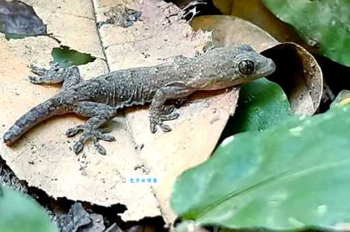 壁虎科有哪些种类？常见壁虎科种类大盘点！