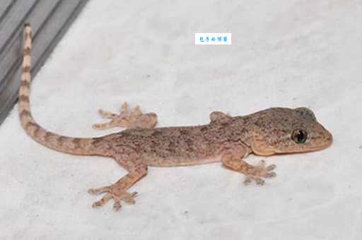 壁虎科有哪些种类？常见壁虎科种类大盘点！