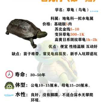 观赏龟怎么养最好？新手快速入门不走弯路！