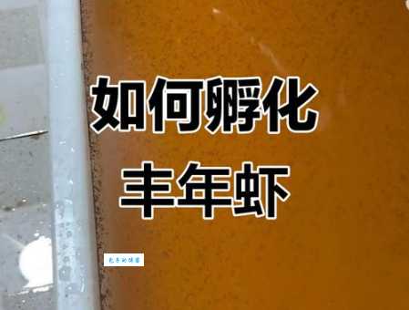 丰年虾养殖怎么开始？新手也能轻松学会！