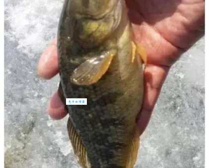 黄曼龙吃什么最好？喂养秘籍助你养出健康鱼！