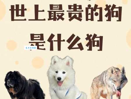 世界上最贵的狗排名更新！这些狗狗让你大开眼界