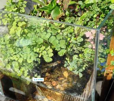 水族箱造景水草老是烂？记住这几点让你的水草绿油油！