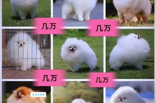 英系博美多少钱一只？影响价格的几个关键因素。