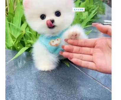 英系博美多少钱一只?影响价格的几个关键因素。