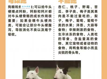 牛头梗vs比特谁更凶猛？专业人士来解读！