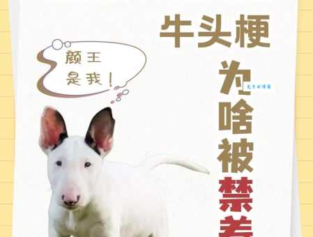 牛头梗vs比特谁更凶猛？专业人士来解读！