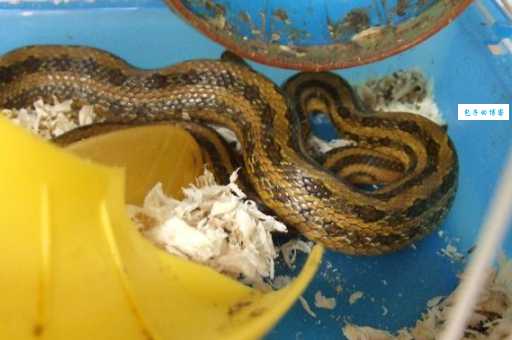 双斑锦蛇有毒性吗？专家告诉你真相避免危险！