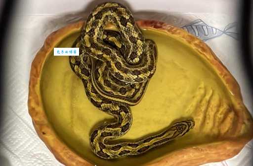双斑锦蛇有毒性吗？专家告诉你真相避免危险！