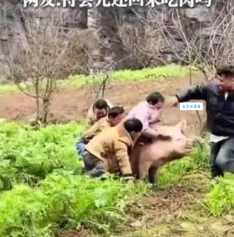 猪救羊的感人视频刷屏，真相原来是这样！