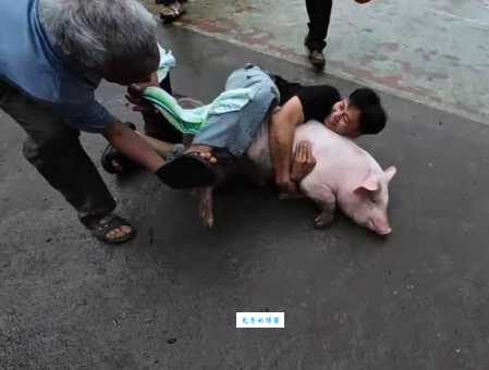 猪救羊的感人视频刷屏,真相原来是这样!