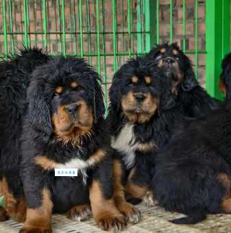 虎獒犬优缺点分析！适合什么人饲养？