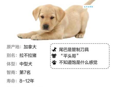 拉布拉多猎犬好养吗？新手养狗避坑指南！