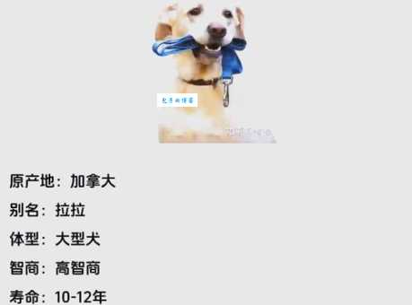 拉布拉多猎犬好养吗？新手养狗避坑指南！