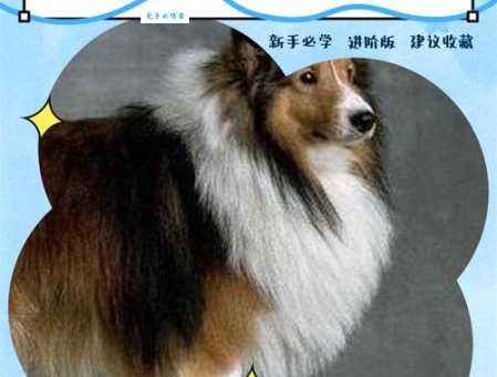 喜乐蒂好养吗？新手铲屎官看这里！