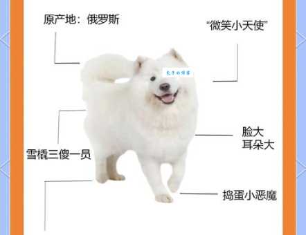 萨莫耶多少钱一只？最新市场价格揭秘！