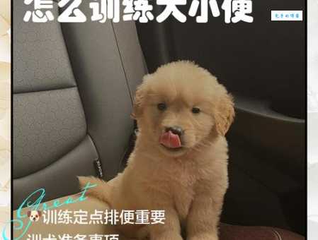 怎样训练金毛寻回犬乖巧听话？资深铲屎官有妙招！