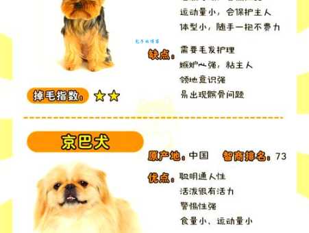 想养什么狗长不大？这些迷你犬是你的最佳选择！