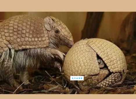 三色犰狳有什么习性？这些冷知识你知道吗？