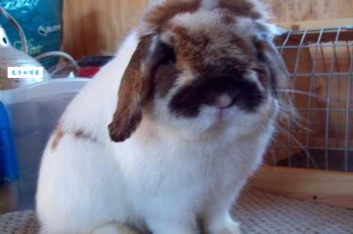 想养荷兰垂耳兔多少钱一只？这里告诉你答案！