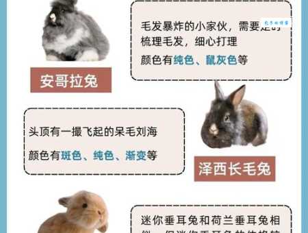 想养荷兰垂耳兔多少钱一只？这里告诉你答案！