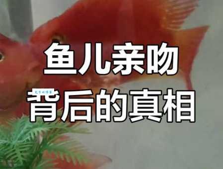 接吻鱼不接吻正常吗？告诉你背后真正原因！