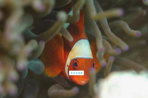 接吻鱼不接吻正常吗？告诉你背后真正原因！