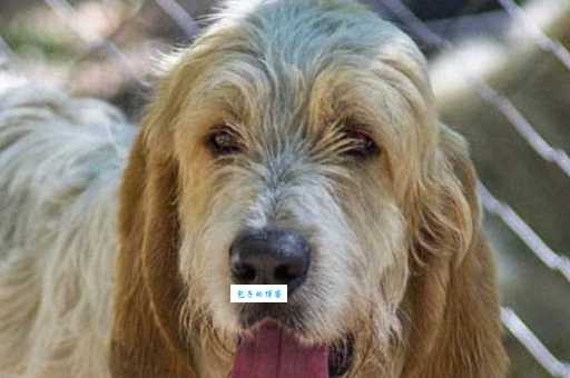 贝吉格里芬凡丁犬多少钱一只？最新价格全知道！