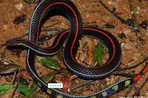 蓝长腺珊瑚蛇分布在哪里？野外遇见到怎么办？
