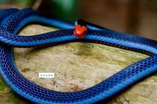 蓝长腺珊瑚蛇分布在哪里？野外遇见到怎么办？