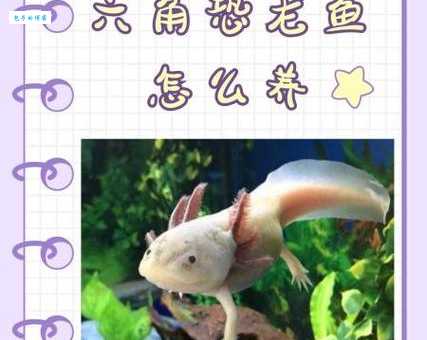 恐龙鱼能长多大？养殖技巧让你提前知道答案！