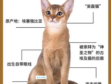 埃及猫的寿命有多长？掌握这些延长陪伴时间！