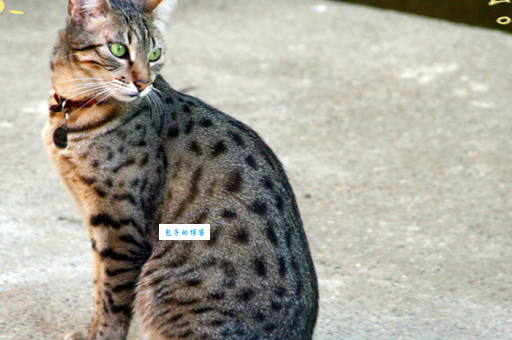 埃及猫的寿命有多长?掌握这些延长陪伴时间!