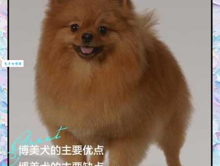 英系博美犬的特点有哪些？可爱又聪明！