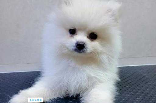 英系博美犬的特点有哪些？可爱又聪明！