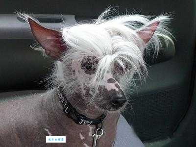 纯种冠毛犬多少钱？不同血统价格差异特别大！