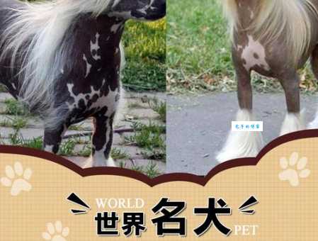 纯种冠毛犬多少钱？不同血统价格差异特别大！