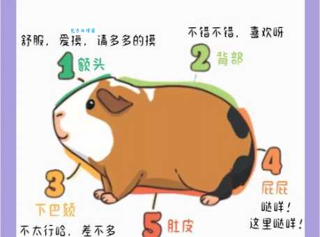 彩豚怎么繁殖？手把手教你成功培育！