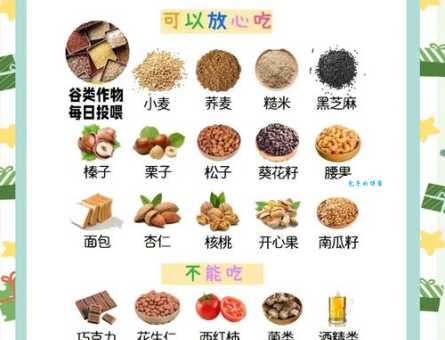 暗色鹦鹉吃什么食物？科学喂养让它更健康！