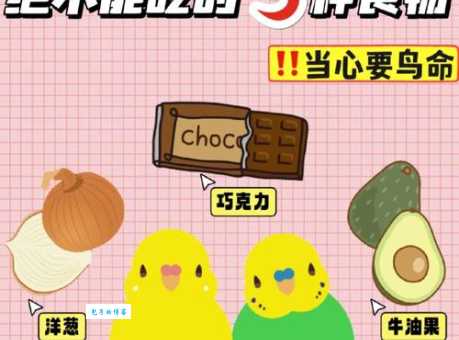 暗色鹦鹉吃什么食物？科学喂养让它更健康！