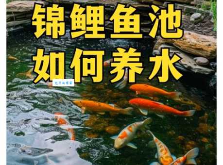 锦鲤鱼的饲养方法有哪些？记住这几点助你成功！