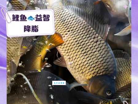 锦鲤鱼的饲养方法有哪些?记住这几点助你成功!